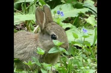 Wild Baby Rabbit Eating Grass