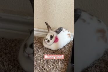 Cute Bunny flopping