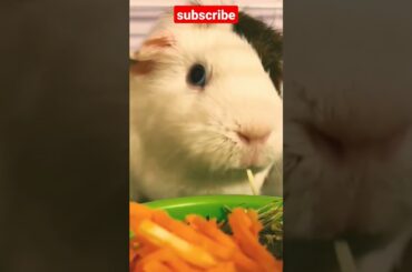 Cute rabbit #shorts #youtubeshorts