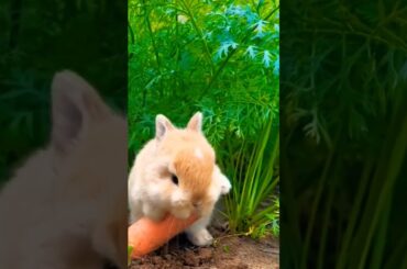 Baby rabbit so cute #trending #animals #shorts #baby #cute #rabbit #cat #dog #pets #video