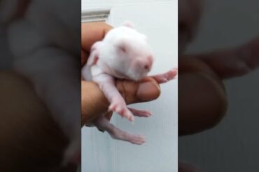 JUST 4 DAYS OLD CUTE BUNNY