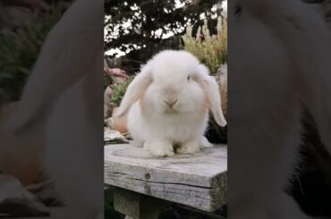 Cute Rabbit Video #short #shorts #rabbit #bunny #animal #viral #viralvideo #pets #pet #animals #cute