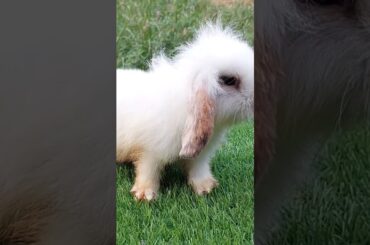 Cute Baby Bunny #shorts #youtubeshorts #cutebunnyrabbit