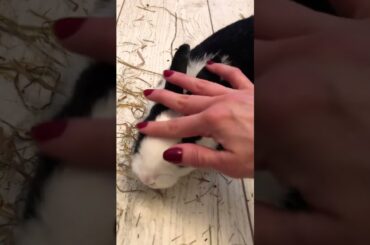 My Cute Bunny Loves To Be Touched