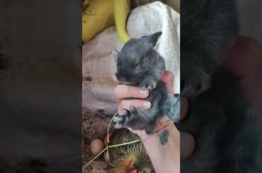 Mother Hen Adopts Baby Rabbit || ViralHog