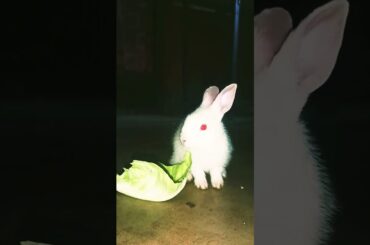 Cute baby bunny #shorts #trending