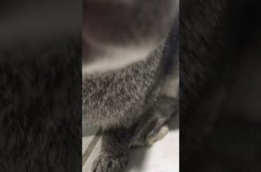Cute bunny