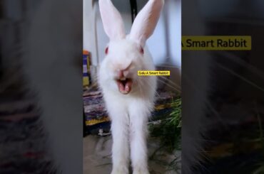 Yawn of baby Bunny Rabbit #shorts #ytshorts #rabbit #bunny #tiktok #asmr @Animal Planet Videos