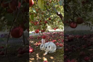 Funny Animals Video | Harvest Apples #animals #rabbit #bunny #pets #apple #harvest #cute #shorts