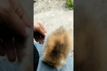 SO ADORABLE CUTE BUNNY CLIPS