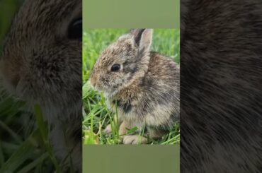Adorable Cute Baby Rabbit Bunny | wild boar | #shorts #rabbit