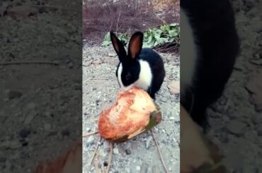 Cute Rabbit(D383)#viral#shorts#rabbit#shortvideo