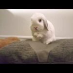 Being a Cute Bunny is Tiring | Rabbit Yawning | Grooming and Face Washing