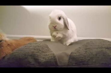 Being a Cute Bunny is Tiring | Rabbit Yawning | Grooming and Face Washing