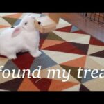 Is My Cute Bunny Smart? (Part 2 !) Watch How He Learned a New Trick!