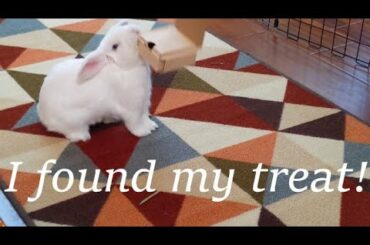 Is My Cute Bunny Smart? (Part 2 !) Watch How He Learned a New Trick!