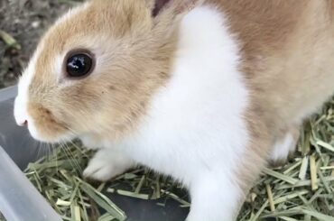 Cute baby rabbit with very big eyes