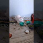Baby Rabbit playing with bowls @Fluppy @Animal Planet Videos @CUTE MADE #shorts #rabbit #bunny