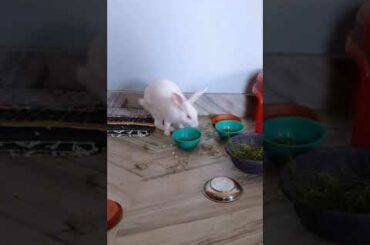 Baby Rabbit playing with bowls @Fluppy @Animal Planet Videos @CUTE MADE #shorts #rabbit #bunny