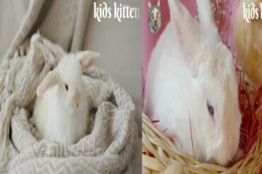 New born cute rabbit video, littel rabbit ,kids kitten