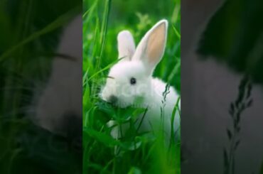 cute rabbit #shorts #viral #shortsvideo
