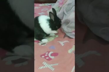 cute baby bunny#shorts