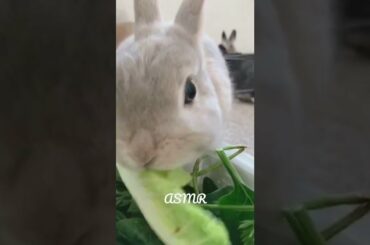 Cute Bunny Eating Crunchy Salad