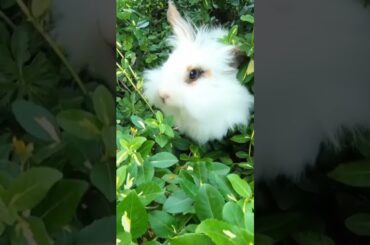 cute #rabbit