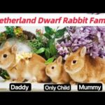 I Help Netherland Dwarf Rabbits Take Family Photos!Cute Baby bunny care, size,grow.Cage Tour,routine