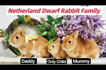 I Help Netherland Dwarf Rabbits Take Family Photos!Cute Baby bunny care, size,grow.Cage Tour,routine