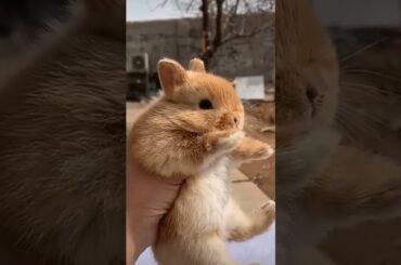Oh my God, how beautiful this cute rabbit is