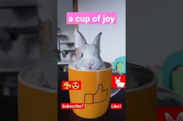 a cup of joy | cute rabbit
