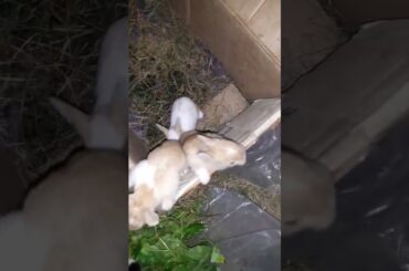 cute rabbit baby #shorts #rabbit #rabbitbaby #cutebabyrabbit #cutebabyanimals