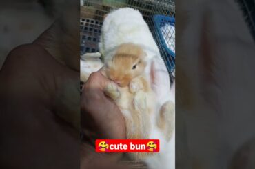 cute bun | cute rabbit