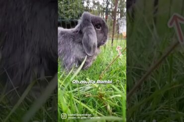 that's a shame she was really nice #funnybunny #cutebunny  #rabbit
