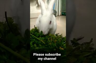#Cute Rabbit Short#Maahi ka giyan#