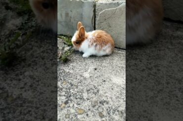 CUTE BABY BUNNY EATING FUN