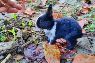 Why is this baby rabbit so cute?
