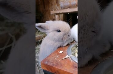 Cute Baby Rabbits #short #shorts #rabbit #bunny #animal #viral #viralvideo #pets #pet #cute #baby