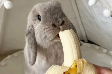 Cute Baby Rabbit Eating Banana - Cute Baby Animal Compilation Videos Of 2022