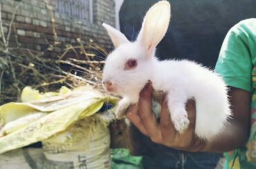 Cutest baby rabbit playing in garden || Cute baby khorgosh.