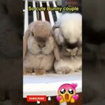 Cute bunny couple