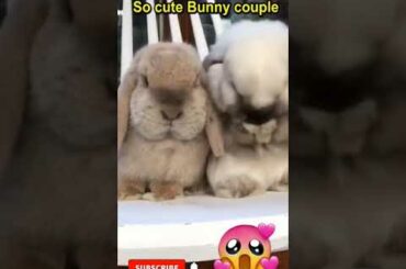 Cute bunny couple