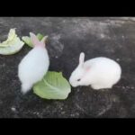 cute bunny feeding and playing