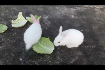 cute bunny feeding and playing
