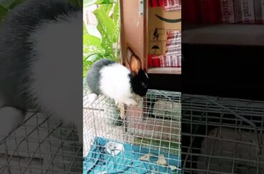 cute bunny playing#shorts