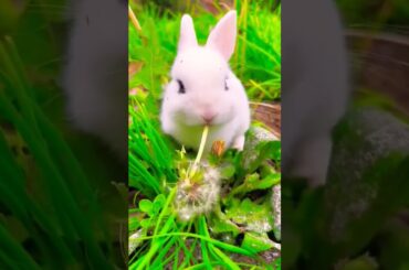 cute rabbit in carrot garden #short