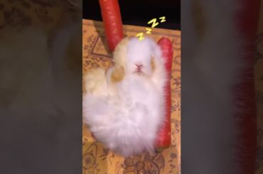 Cute rabbit #shorts