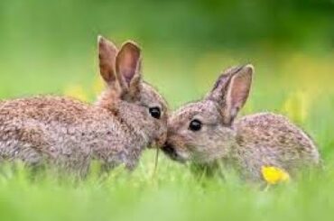 Cute Baby Bunnies Frolicking Around
