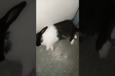 cute bunny sleeping#shorts